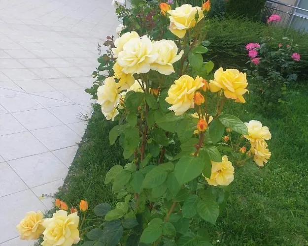 Elisa شقة بايالا